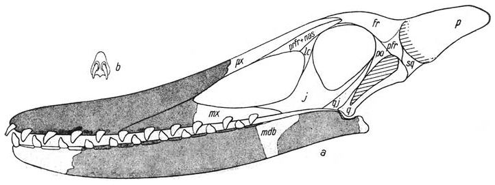 File:Ornithocheirus cuvieri by von Arthaber.jpg