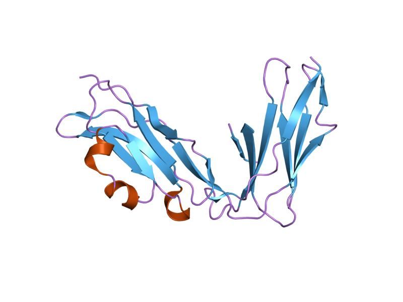 File:PDB 1ugn EBI.jpg