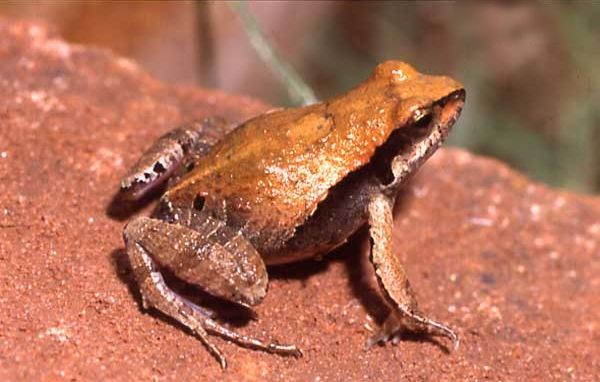 File:Physalaemus gracilis.jpg