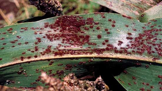 File:Puccinia purpurea.jpg