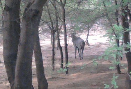 File:Rojh neelgaye rajasthan rawla sivender.jpeg