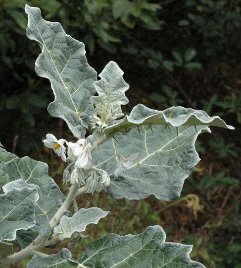 File:Solanum marginatum1LEST.jpg