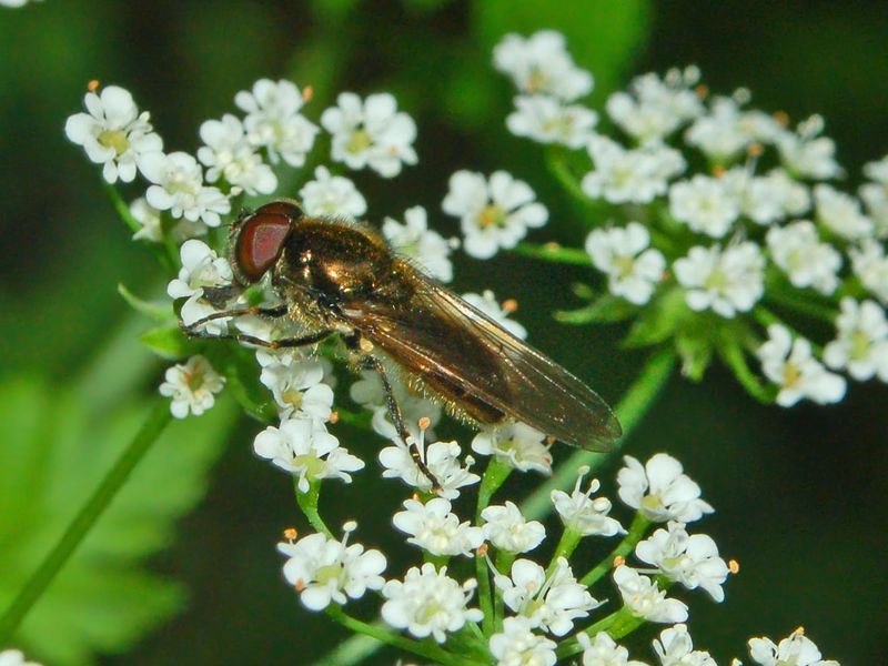 File:Syrphidae - Cheilosia latifrons-1.JPG