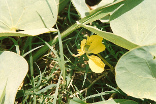 File:Tylosema esculenta flower.PNG