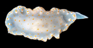 File:Tyrinna evelinae.png