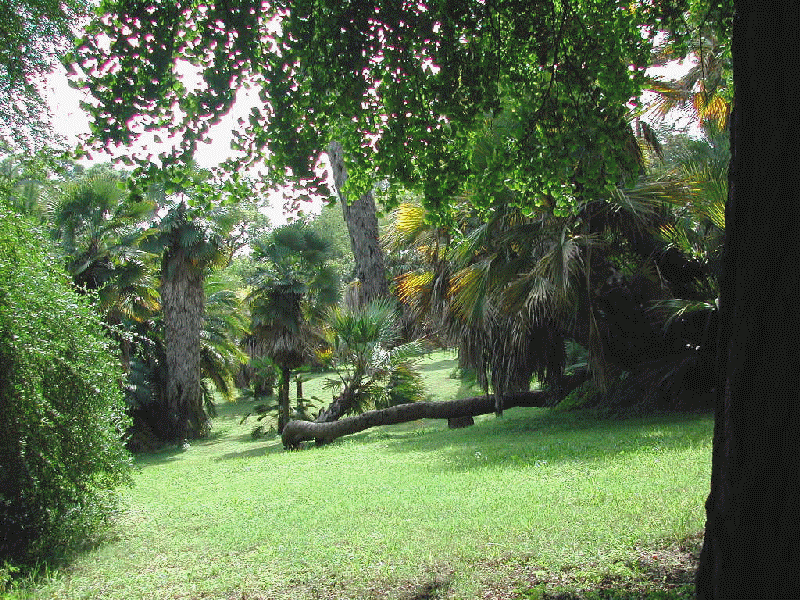 File:020907-ortobotanico18 - palma detta il dinosauro.png