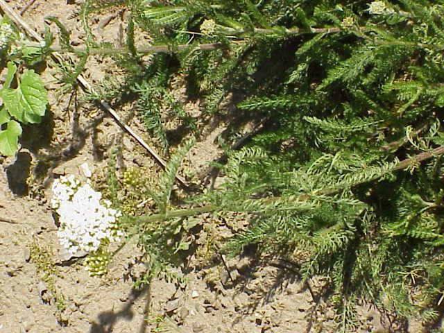 File:Achillea asplenifolia1.jpg