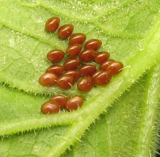 File:Anasa tristis eggs.jpg