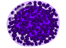 File:Basophilic metamyelocyte.png