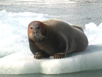 File:Beardedseal2.jpg