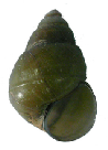 File:Bellamya aeruginosa shell.png