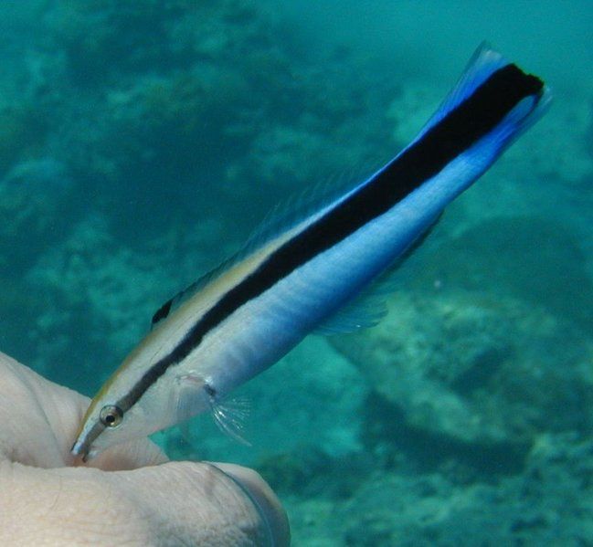 File:BluestreakCleanerWrasse.jpg