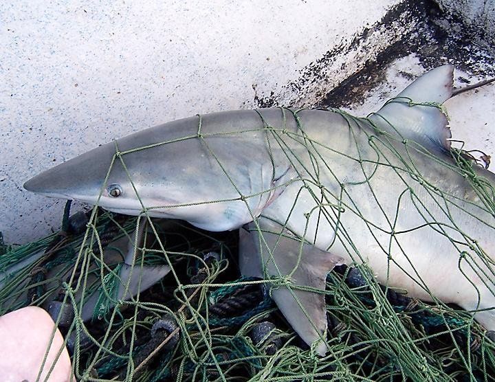 File:Carcharhinus isodon in net.JPG