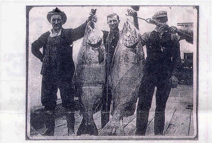 File:Chinook salmon, Astoria Oregon circa 1910.jpg