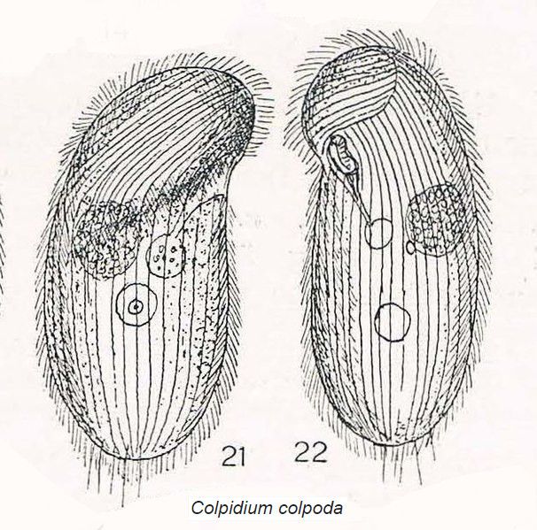 File:Colpidium colpoda from Kahl.jpg