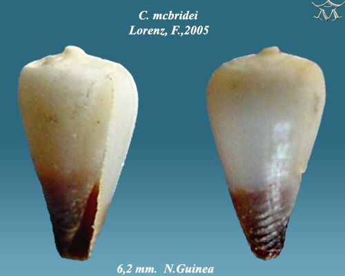 File:Conus mcbridei 2.jpg