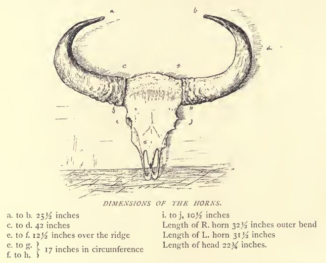 File:Douglas Hamilton, Dimensions of Bison horns.jpg