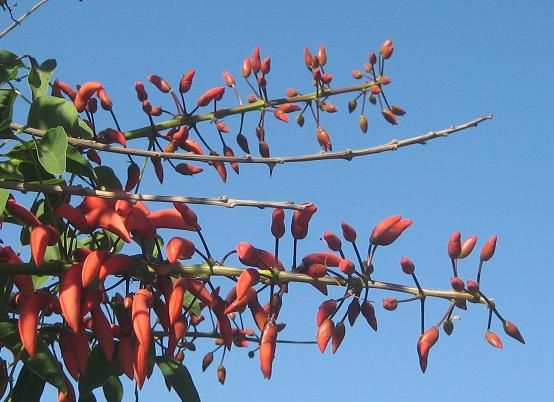 File:Erythrina falcata.JPG