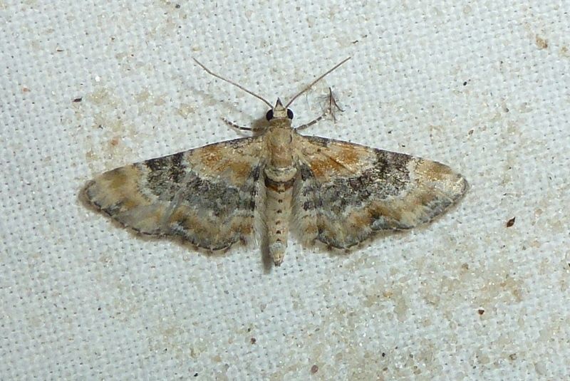 File:Eupithecia pulchellata1.jpg