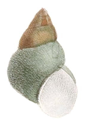 File:Filopaludina javanica shell.png