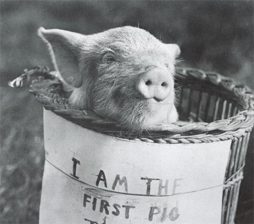 File:First pig to fly, 1909. 03.jpg