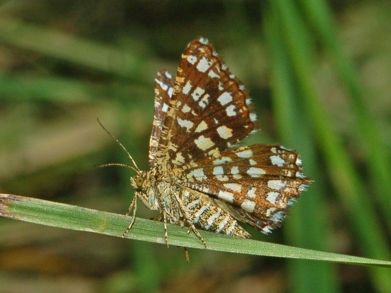 File:Geometridae - Chiasmia clathrata.JPG