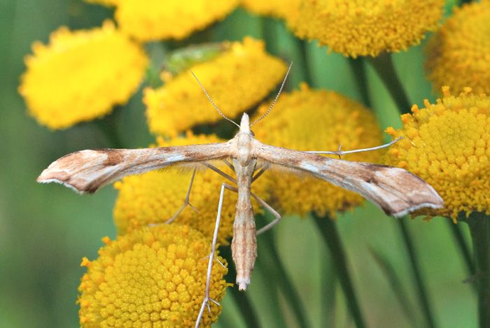 File:Gillmeria tetradactyla.jpg