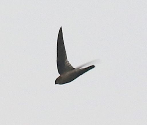 File:HimalayanSwiftlet.jpg