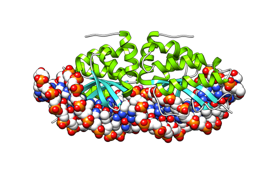 File:I-CreI dimer DNA 2.png