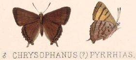 File:Iophanus pyrrhias (Chrysophaenus) (Godman & Salvin, 1887).jpg