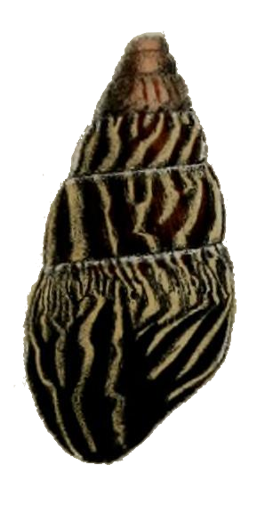 File:Limicolaria martensiana shell 2.png