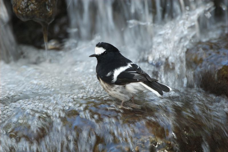 File:Little Forktail.jpg