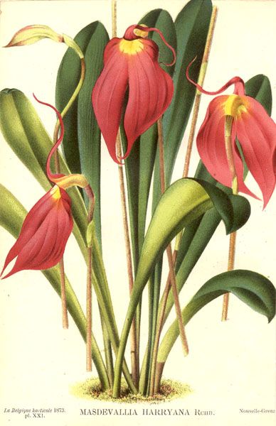 File:Masdevallia coccinea.jpg