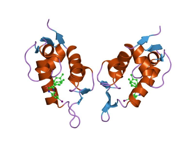 File:PDB 1t4e EBI.jpg