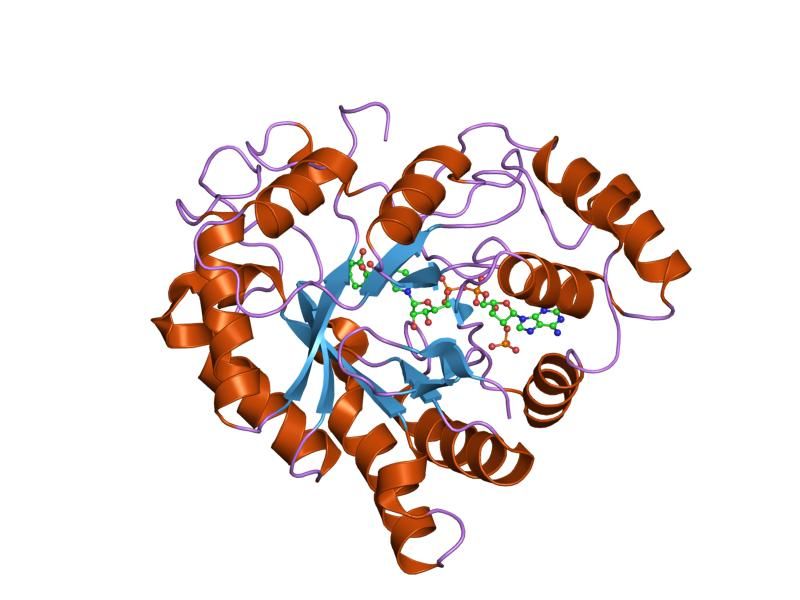 File:PDB 2inz EBI.jpg