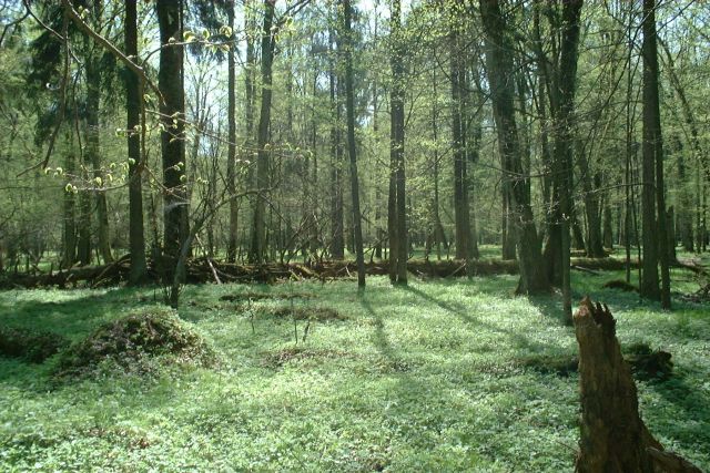 File:Poland Bialowieza - BPN.jpg