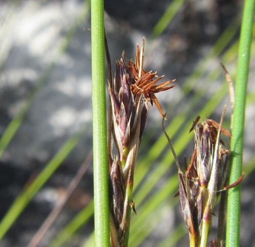 File:S auritus inflorescences-1.jpg