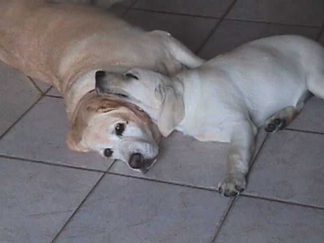 File:Sleeping yellow labs.JPG