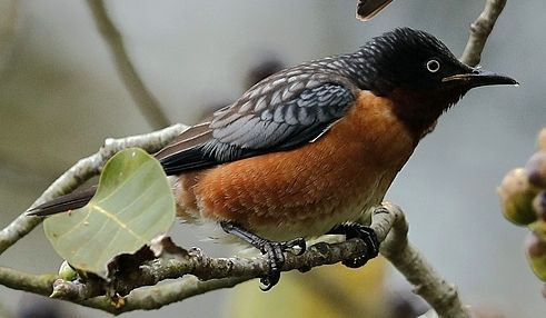 File:斑翅椋鸟 Spot-winged Starling (Saroglossa spilopterus) (cropped).jpg