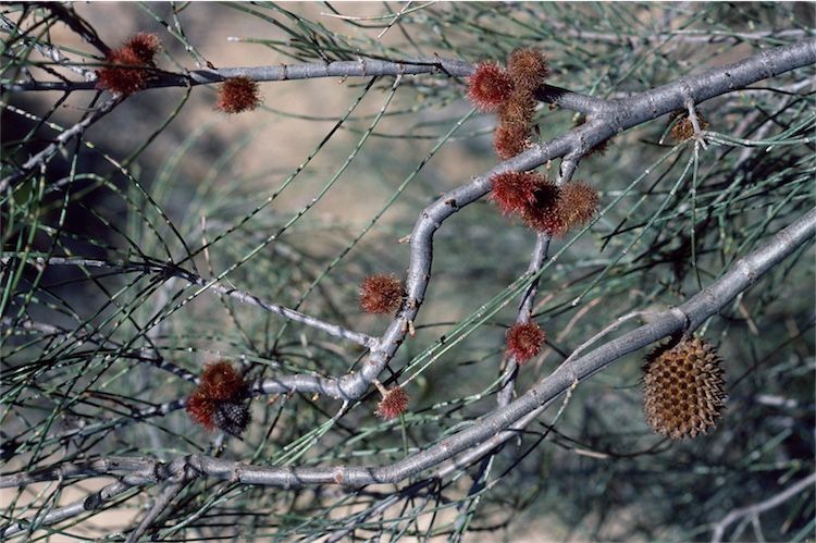 File:Allocasuarina acutivalvis female.jpg