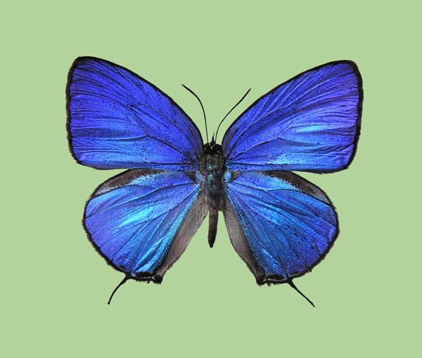 File:Arhopala aronya natsumiae male upperside.jpg