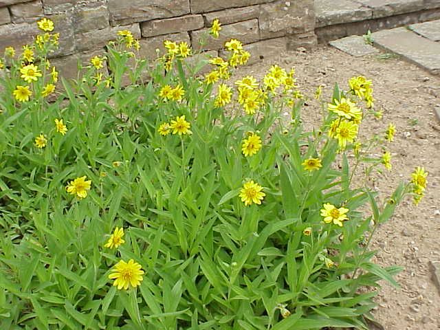 File:Arnica longifolia1.jpg