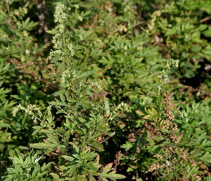 File:Artemisia nilagirica W IMG 3104.jpg