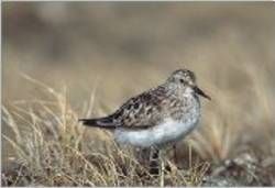 File:BairdSandpiper23.jpg