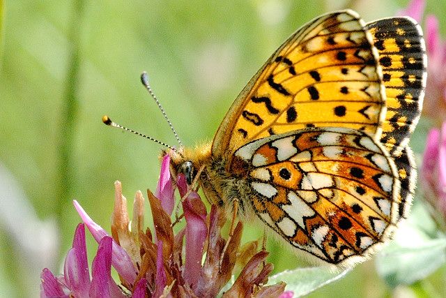 File:Boloria.selene.2.jpg