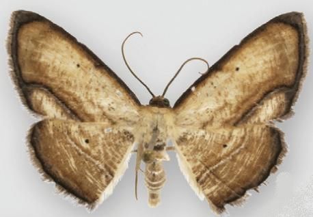 File:Campatonema tapantia male.JPG