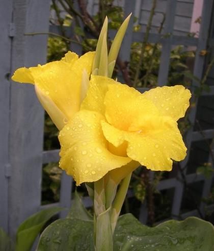 File:Canna Burbank 1059.jpg