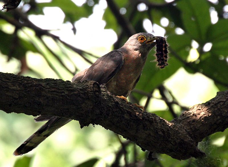 File:Common Hawk Cuckoo I IMG 7711.jpg