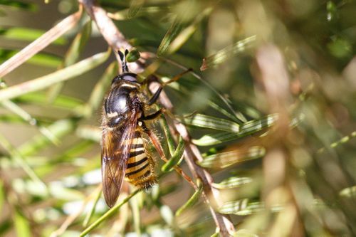 File:Criorhina occidentalis 1.jpg