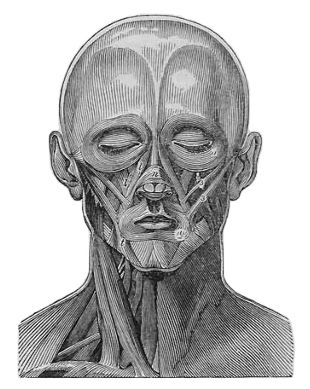 File:Cyclopaedia Face Fig134.jpg